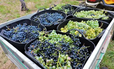 a bunch of grapes in black bins in a field at Casa Rural Chao de Castro in Ríodeporcos