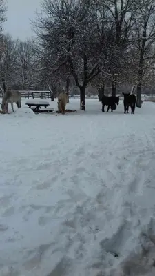 a group of animals walking around in the snow at Casas Rurales San Justo in San Justo