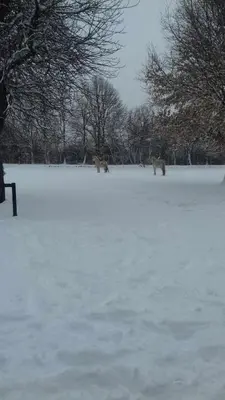 two wolves walking across a snow covered field at Casas Rurales San Justo in San Justo