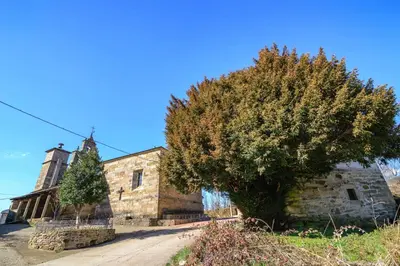 a large tree in front of a church at Casas Rurales San Justo in San Justo