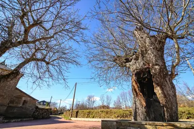 a large tree in the middle of a road at Casas Rurales San Justo in San Justo