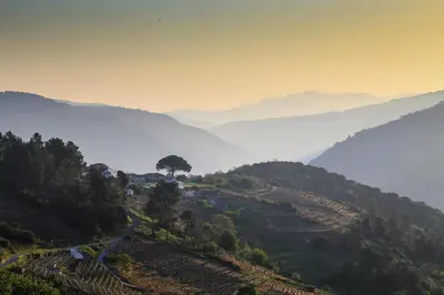 a tree on a hill with a foggy valley at Casa Juca in La Teijeira
