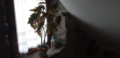 a plant in a pot next to a window at Casa Antonio y Benina in Sosas de Laciana
