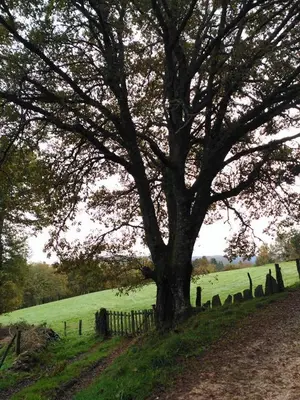 a tree in a field next to a fence at Apartamentos Casa de Riba in Teijeira