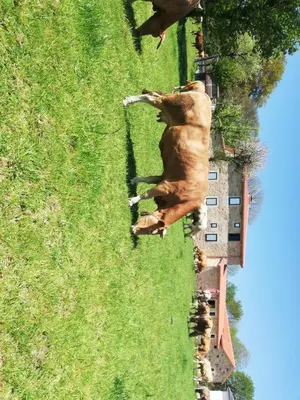 a group of cows standing in a field next to a building at Hosteria Calixtino in Palas de Rei