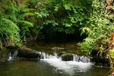 a stream in a jungle with a waterfall at Casas del Molino - Muiños do Mainzoso Turismo Rural in Paderne