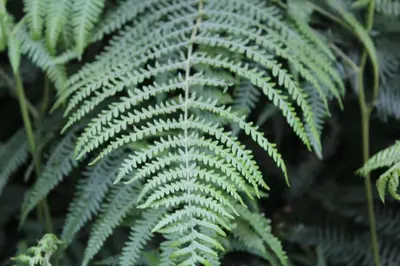 a green fern plant in a forest at Hotel Amenal in Amenal