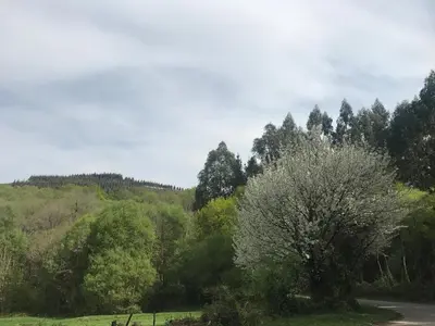 a group of trees on a hill with a road at Hotel Mirador de Barcia in Ribeira de Piquin