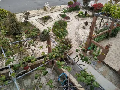 an overhead view of a garden with plants at El Pinar in Ribadeo