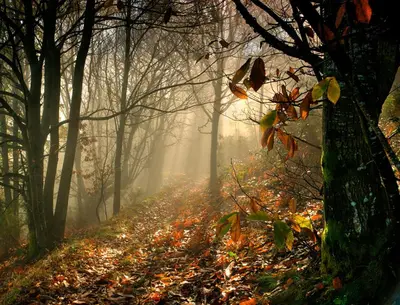a foggy path in a forest with leaves on the ground at A Casoa in Santa Eulalia de Oscos