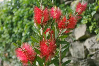 a bunch of red flowers on a plant at Galpon Boutique Aldea De Abaixo in Palas de Rei