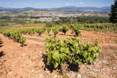 a row of green vines on a hill with a city at La Casina de Terobe in Cacabelos