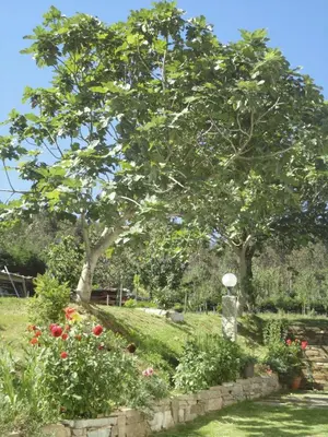a garden with a tree and some flowers at Casa Rural Vila Pomar in Ribadeo