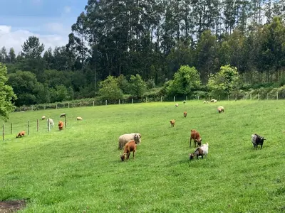 a herd of sheep grazing in a field of grass at Casa da Roxa in Foz