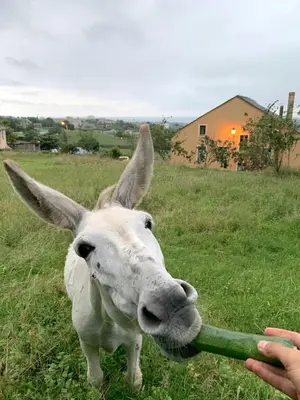 a person feeding a white cow with a green object in a field at Casa da Roxa in Foz