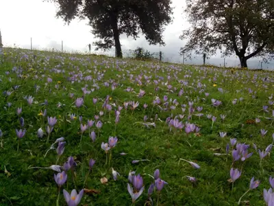 a field of purple flowers in the grass at Casa Vixide in Lalín