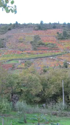 a field of flowers on a hill with trees at Casa do Solpor in La Teijeira