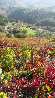 a field of red flowers on top of a hill at Casa do Solpor in La Teijeira