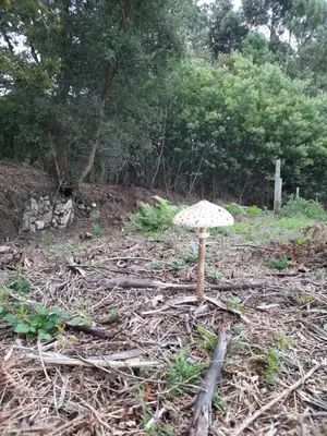 a small mushroomicismicismicismicismstrationstrationstrationstrationstrationstrationstrationstrationstration at Casa Rural Cabo de Aráns in Oroso