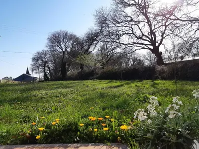 a field of flowers with a tree in the background at Casa de Corbelle in Muimenta