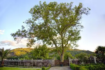 a tree in a yard next to a fence at O Retiro do Conde in Villaza