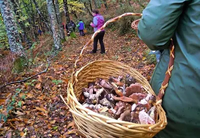 a person holding a basket of mushrooms in the woods at A Casoa II in Santa Eulalia de Oscos