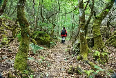 a person walking on a trail in the woods at A Casoa II in Santa Eulalia de Oscos