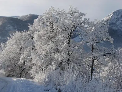 a group of trees covered in snow at Hotel rural La Campanona in Villager de Laciana