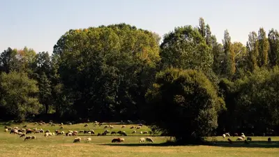 a herd of animals grazing in a field with trees at Hospedería El Pico del Fraile in Cobreros