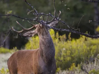 a deer standing next to a tree branch at Hospedería El Pico del Fraile in Cobreros