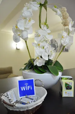 a white vase with white flowers on a table at Albergue del Peregrino in Arzúa