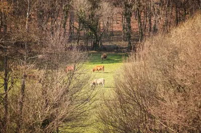 three cows grazing in a field with trees at Pazo de Sedor in Arzúa