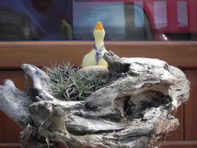 a statue of a bird sitting on top of a tree stump at O Lar de Carmiña in Devesa