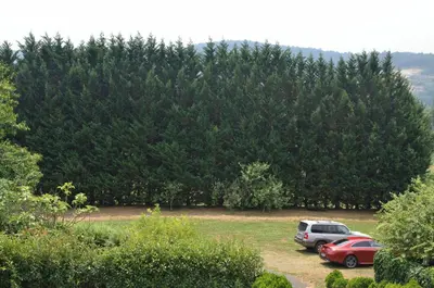 two cars parked in front of a large tree at Casa Dos Cregos in Bascuas