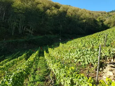a field of cabbage crops on a hill at La Cabana´l Cachican in Cangas del Narcea