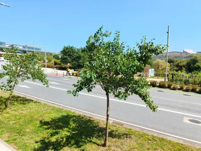a tree on the side of a road at Casa Riquiña in Santiago de Compostela