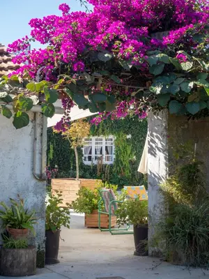 a pergola with pink flowers and a chair in a garden at Casa Lourido in Sada