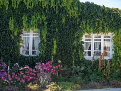 a building covered in ivy with windows and flowers at Casa Lourido in Sada