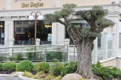 a tree in front of a building at Hotel Os Olivos in Guísamo
