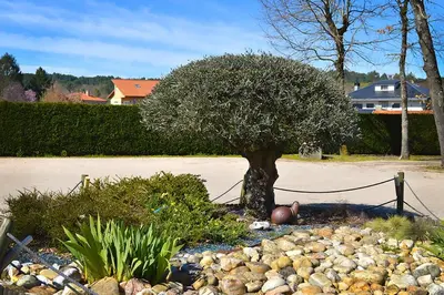 a tree in the middle of a garden with rocks at Hotel Os Caracoles in Pereiro de Aguiar
