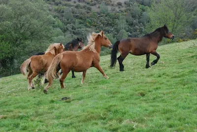 a group of horses running in a field at Albergue Xabarín in Abadín