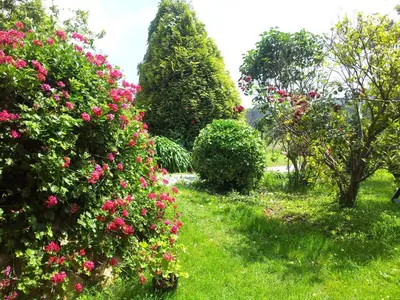 a garden with pink flowers and bushes at Casa BRAIS in Barreiros