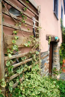 a fence with a bunch of green plants on it at Vivienda Vacacional Bioxana in Molejón
