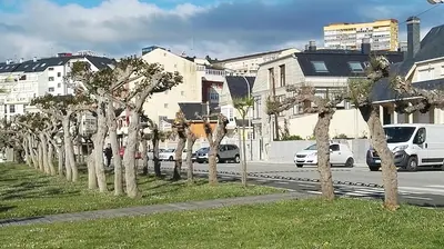 a row of trees on the side of a street at Apartamento Foz Playa in Foz