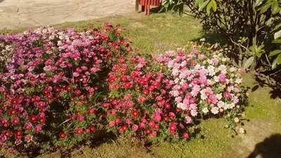 a bunch of pink and red flowers in a garden at Alén do Mis - Hotel Rural in Foz