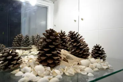a group of pine cones and shells on a table at Albergue O Fogar de Teodomiro in Santiago de Compostela