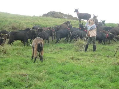 a little girl standing in a field with a herd of cows at Hotel Rural Yeguada Albeitar in Villayón