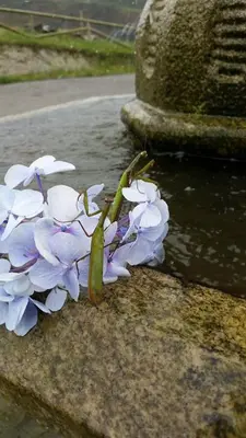 a bunch of purple flowers sitting on a ledge at Hotel Rural Yeguada Albeitar in Villayón