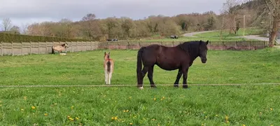 a horse and a dog standing in a field at Xabarin Apartment in Abadín