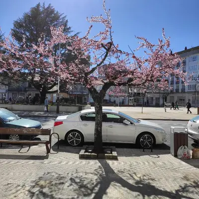 a white car parked next to a tree with pink flowers at Arraigos in Melide